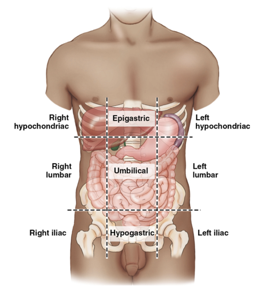 <p>abdominopelvic regions</p>