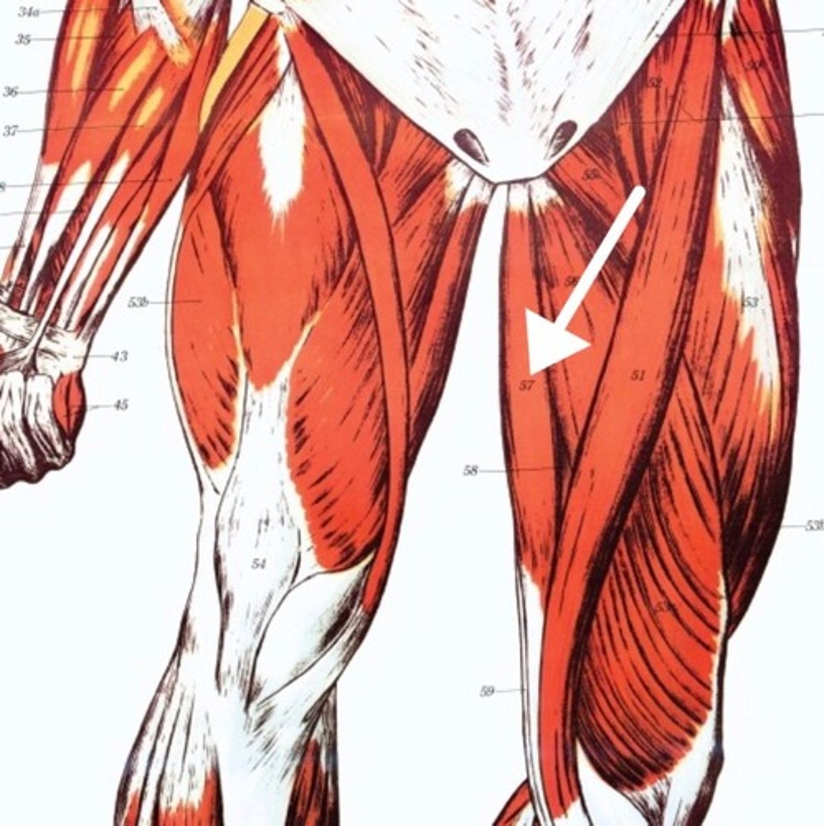 <p>What is this muscle?</p>