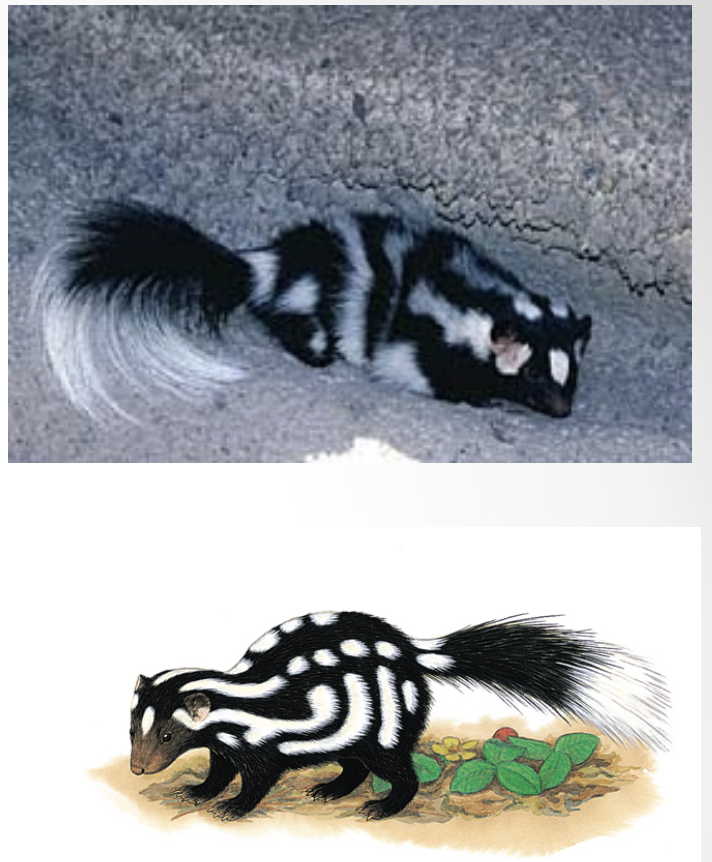 <p>What is the scientific name?</p>