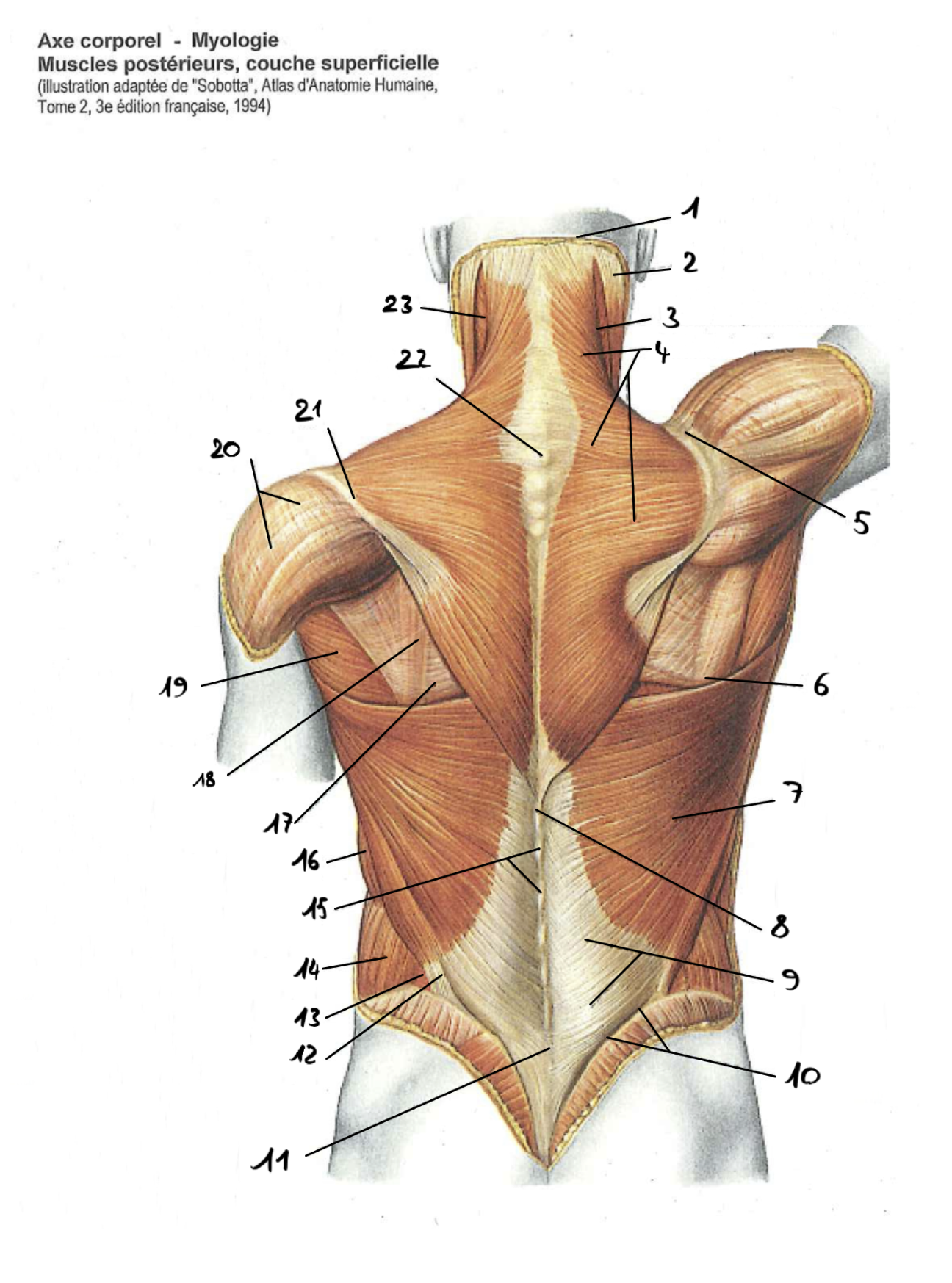 <p>7</p>