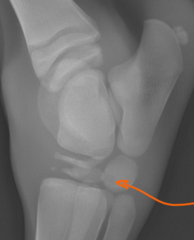<p>What is happening here in these foal bones? How can you tell?</p>