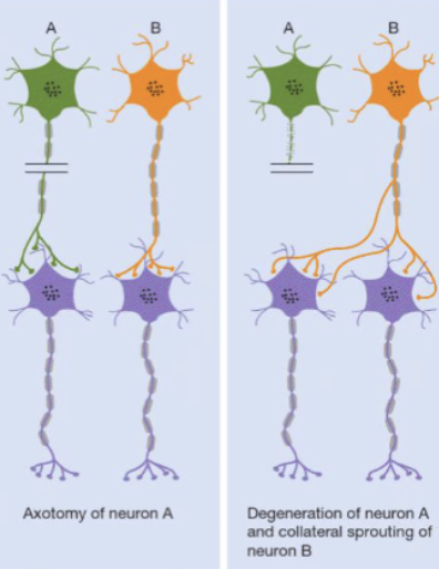 <p><span style="background-color: inherit; line-height: 19.55px; color: windowtext;">Surviving axons send out new branches that innervate targets left vacant by dead neurons</span><span style="line-height: 19.55px; color: windowtext;">&nbsp;</span></p>