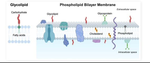 <p>Lipids found in plasma membranes with carbohydrate groups bound rather than a phosphate group</p><ul><li><p>Amphipathic with a polar head and nonpolar tail</p></li></ul><p></p>