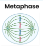 <p><strong>What happens during metaphase?</strong></p>
