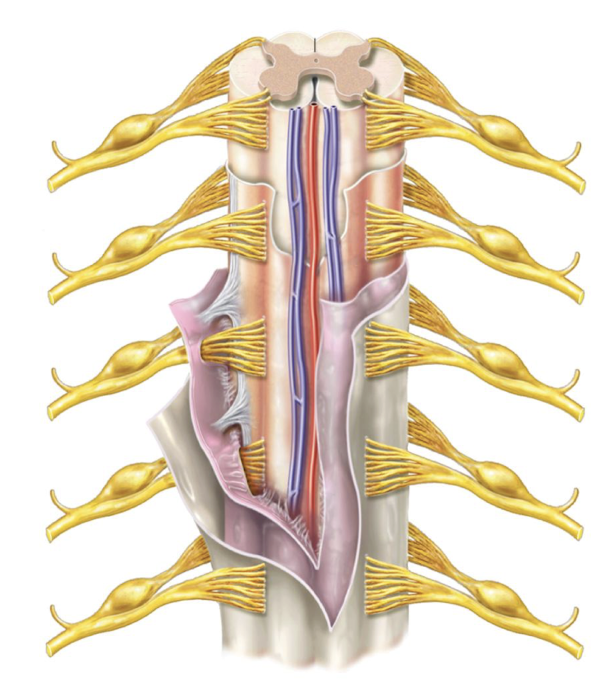 <p><strong>Functions of the spinal cord</strong></p>