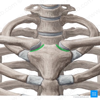 <p>lateral depressions in the superior border of the manubrium</p>