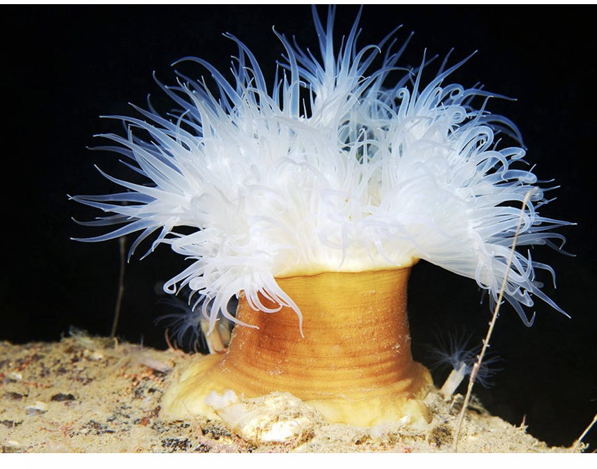 <p>What is the Class, Phylum, and Kingdom of the Genus Metridium??</p>