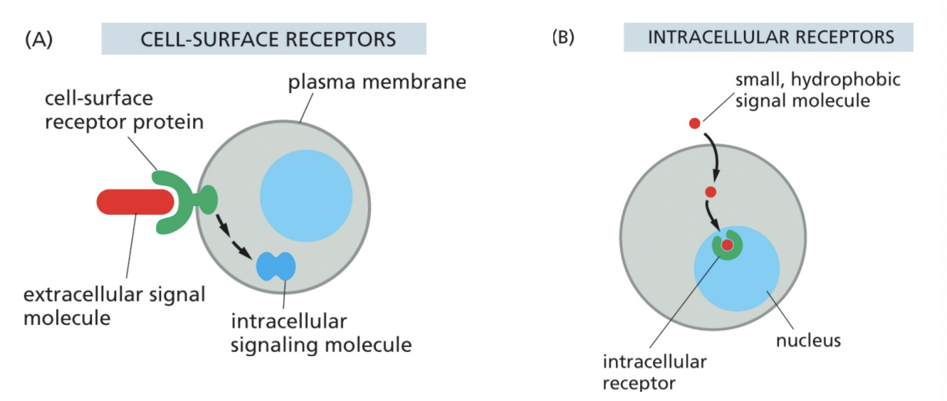 <p>cell-surface receptor or intracellular receptor</p>