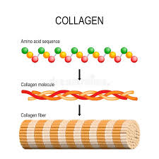 <p>Explain how the stucture of collagen molecule makes it suitable to form a collagen fibres (3)</p>