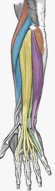 <p>Which muscle is in purple?</p>