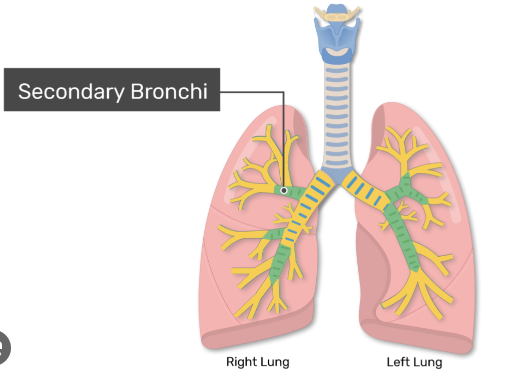 <p>Branch from primary bronchi; supply each lung lobe.</p>
