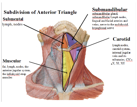 <p><span><strong>Anterior border</strong>- median center line (midline)</span></p><p style="text-align: left;"><span><strong>Posterior border</strong>- sternocleidomastoid</span></p><p style="text-align: left;"><span><strong>Superior border</strong>- lower border of mandible</span></p><p style="text-align: left;"><span><strong>Inferior border</strong>- apex; meeting of SCM & midline</span></p><p style="text-align: left;"><span>(on sternum)</span></p>