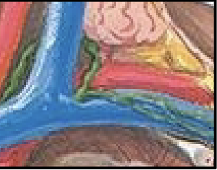 <p>What drains all other aspects of the body and empties into the left venous angle?</p>