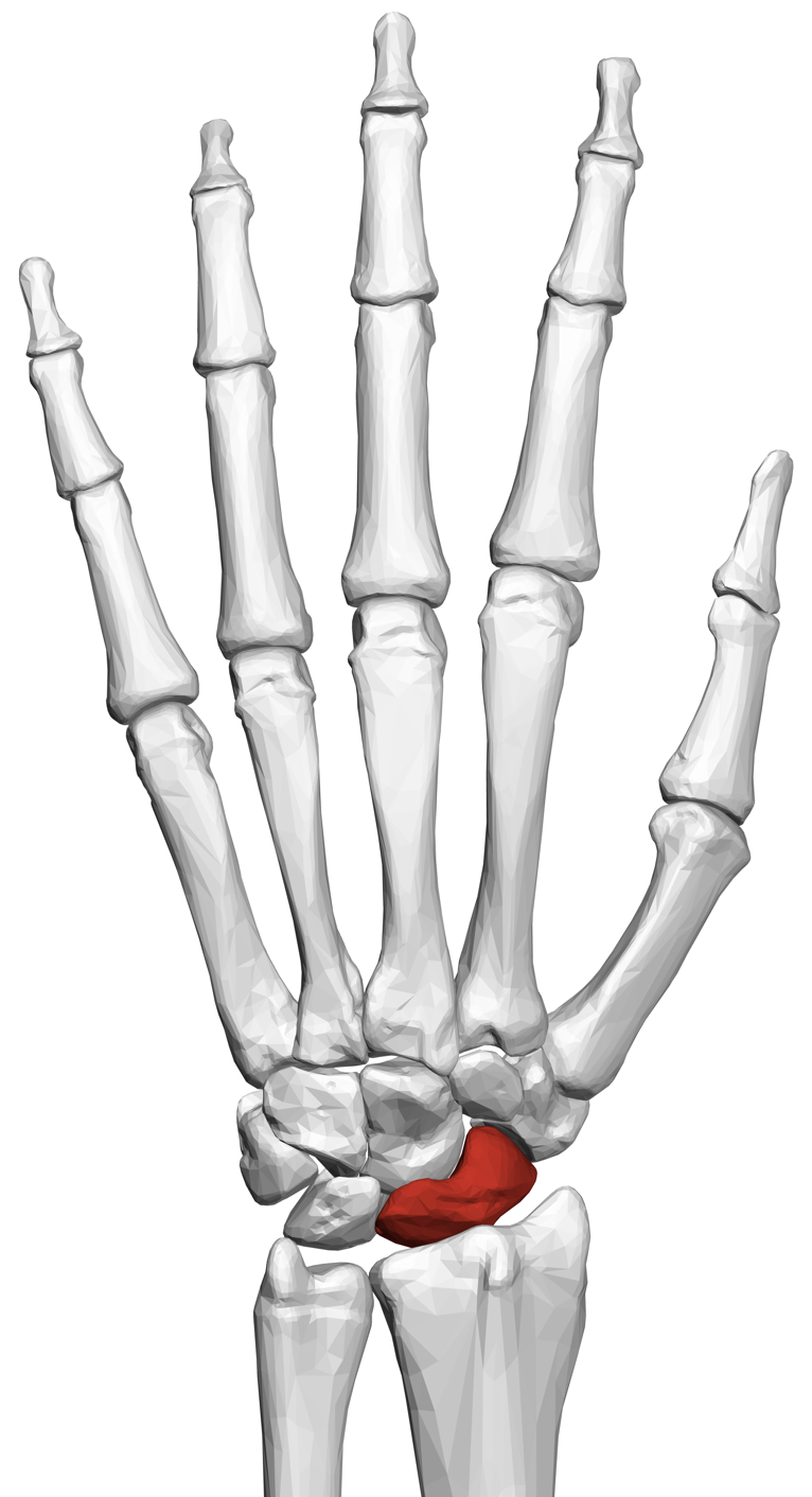<p>structure “straight”</p>