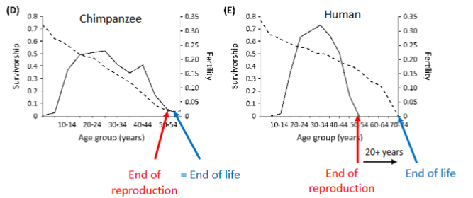 <p>What is the key difference between humans and chimpanzees?</p>
