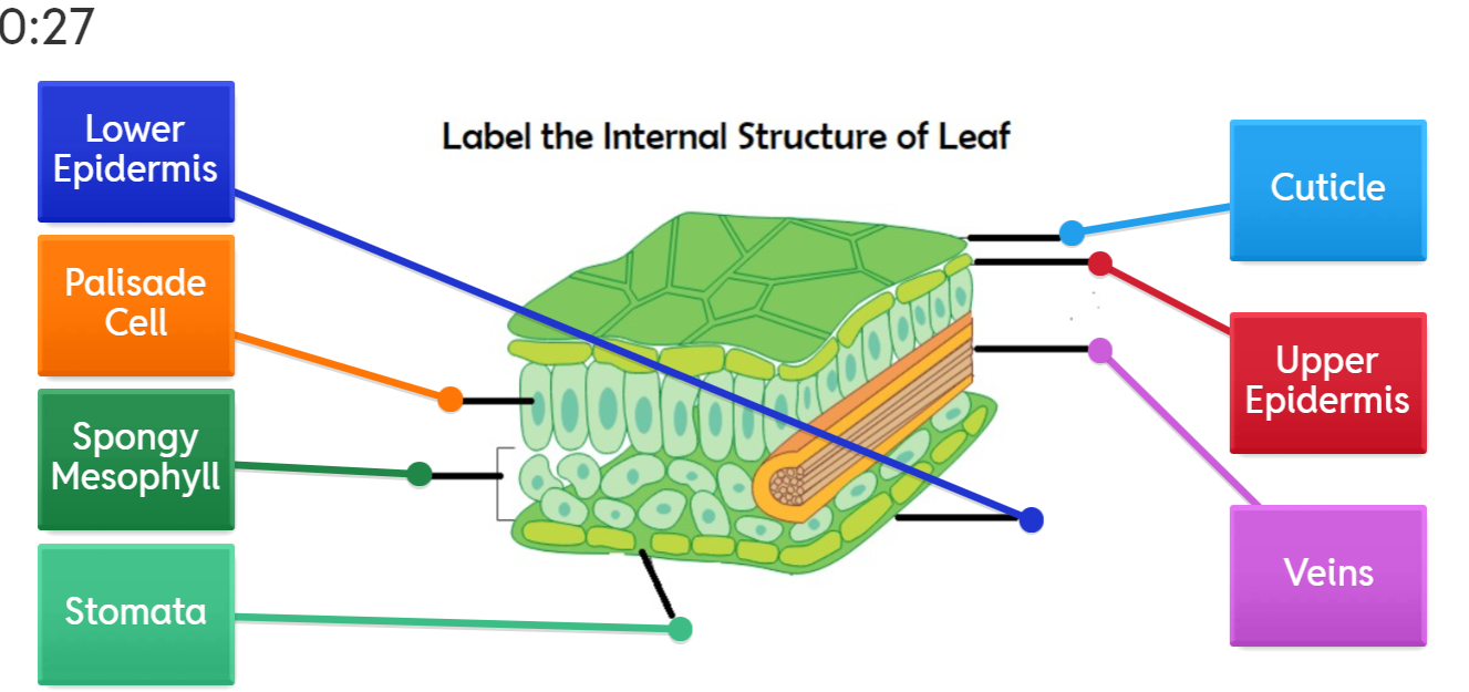 <ol><li><p>Waxy cuticle- Prevents water loss</p></li><li><p>upper eperdermis- protects the main part of the leaf</p></li><li><p>palisade layer- main sight of photophynthesis</p></li><li><p>spongy mesophyll layer</p></li><li><p>Stomata- gasses diffuse in and out carbon dioxide enters and oxygen leaves</p></li></ol><p></p>