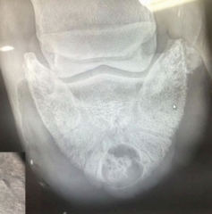 <p>What are the clinical signs of a keratoma?</p>