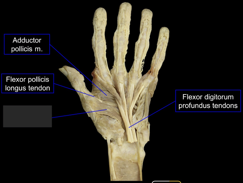 <p>what is this tagged area? What is the muscles, origin, insertion, innervation, and main actions? </p>