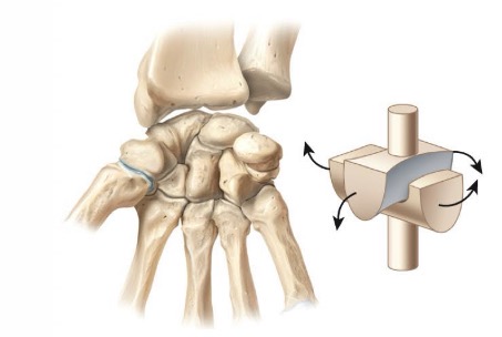 <p>-Concave bone fits OVER convex bone</p><p>-biaxial</p><p>-metacarpal of thumb and its carpal</p>
