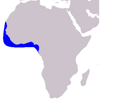 <p><strong>Atlantic humpback dolphin</strong><br><span>(</span><strong><em>Sousa teuszii</em></strong><span>)</span><br>-<span>Tropical to subtropical west coast of Africa in the southeastern Atlantic Ocean</span><br>-<span>Shallow coastal and estuarine waters in the marine </span>Neritic zone<br><span>-Up to 2.8&nbsp;m long</span><br>-Grey or white coloration<br>-<span>Distinct humps under their dorsal fins</span></p>