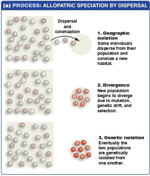 <p>dispersal in geographic isolation</p>