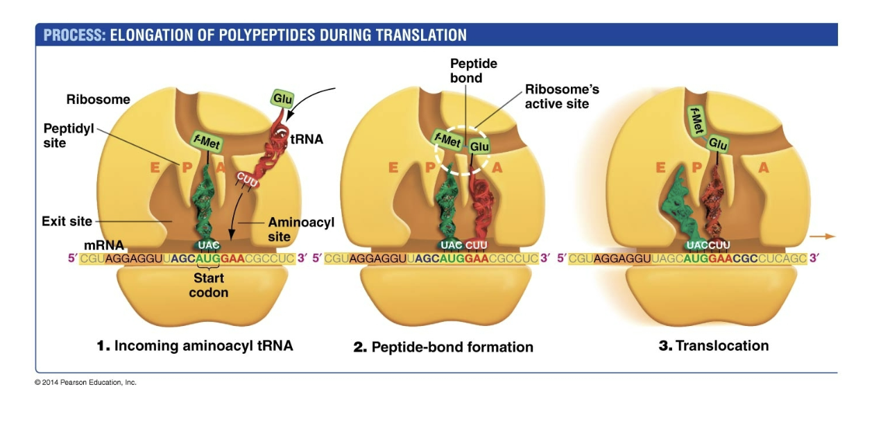 <p>4) Incoming aminoacyl tRNA</p><p>5) Peptide-done formation</p><p>6) Translocation›</p>