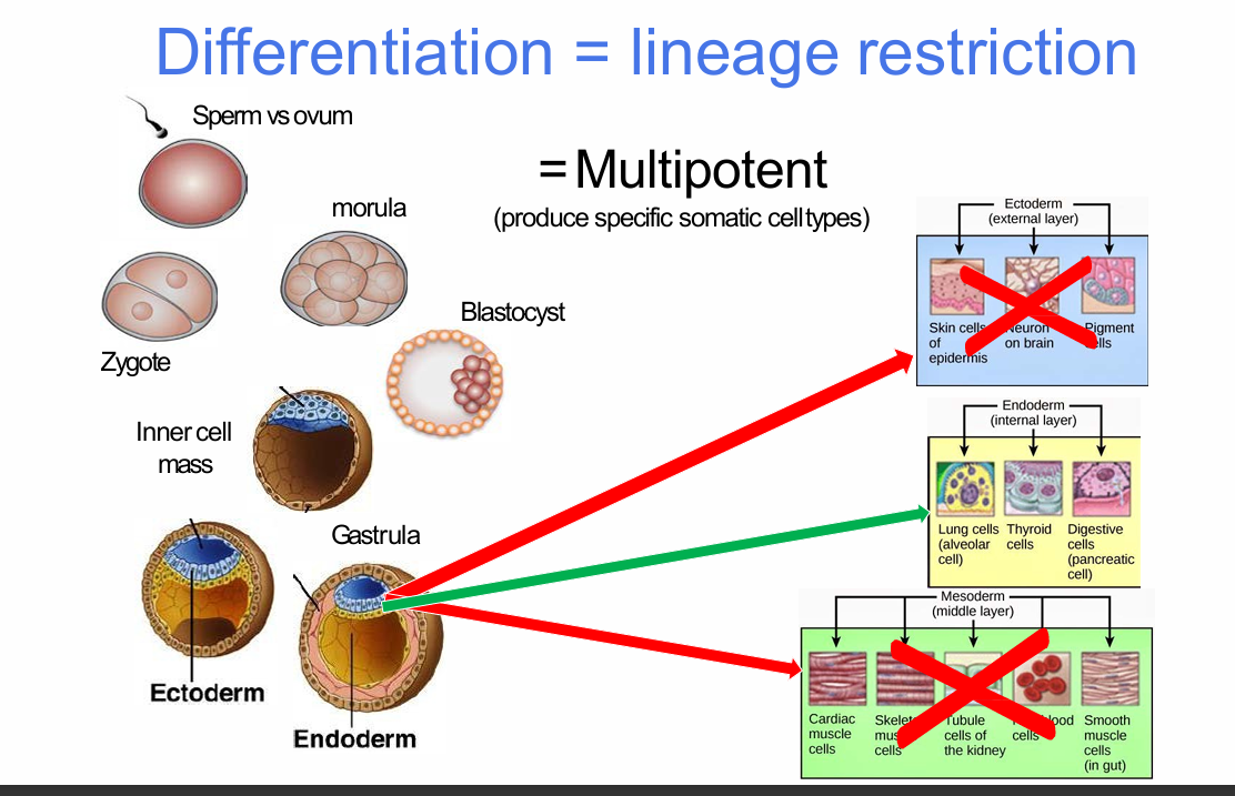 <p>How does endoderm illustrate multipotency?</p>