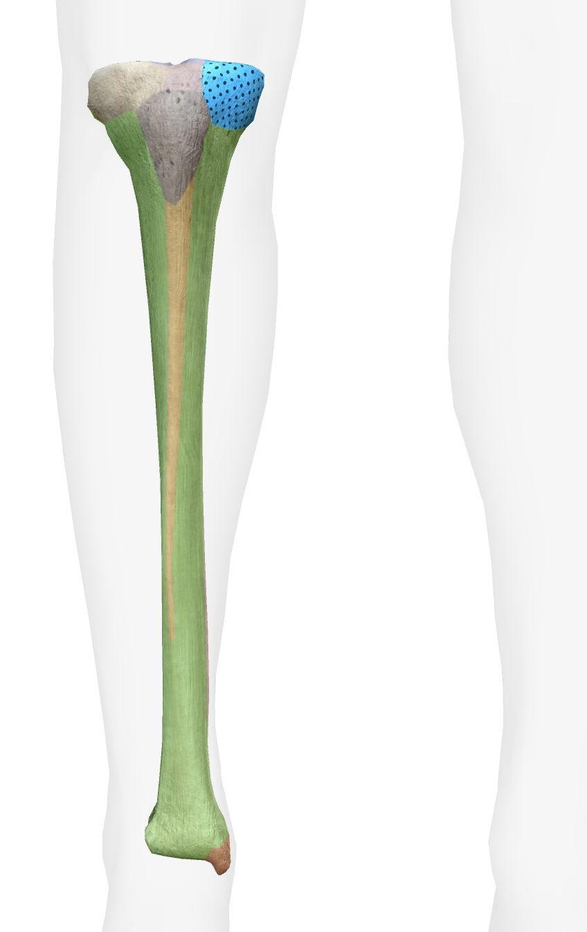 <p>What is this part of the tibia </p>