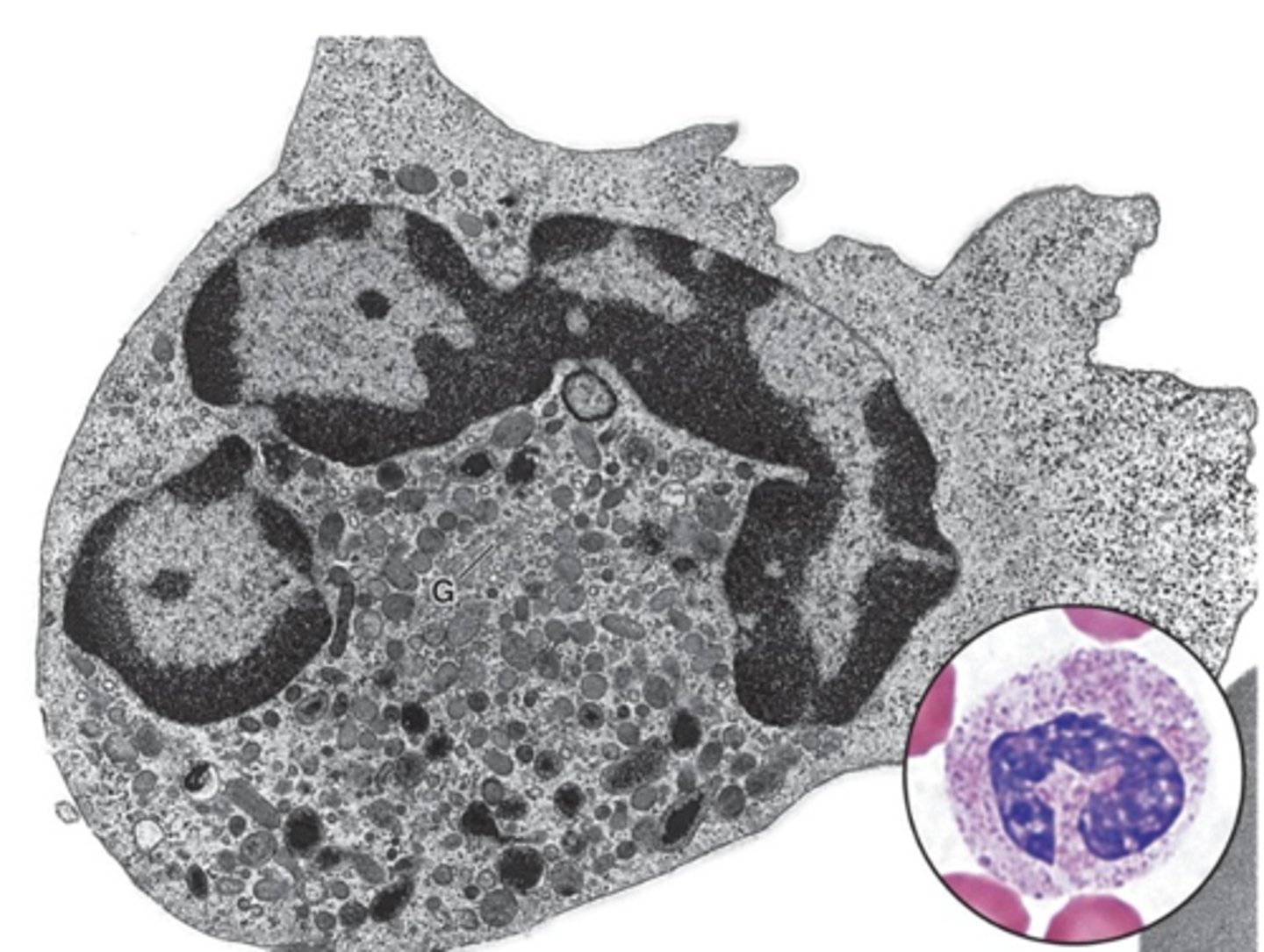 <p>Describe the nucleus of neutrophils.</p>