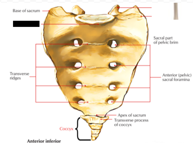 <p>What part of sacrum is this?</p>