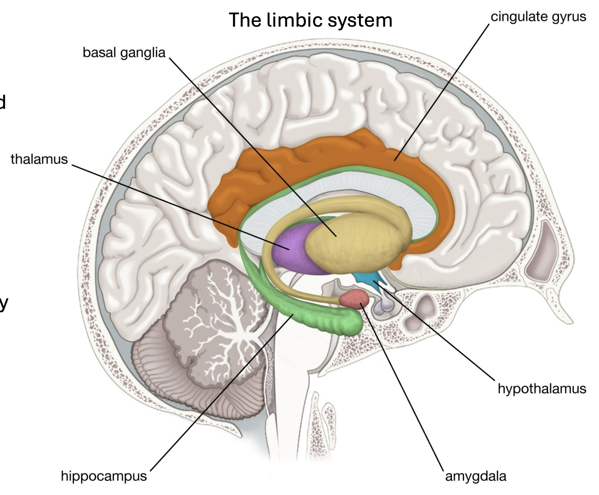 <p>Set of regions that activate during and regulate emotion (especially fear), along with instinctual behavior, homeostasis, and memory</p>