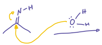 <p>Imine + H2O</p>