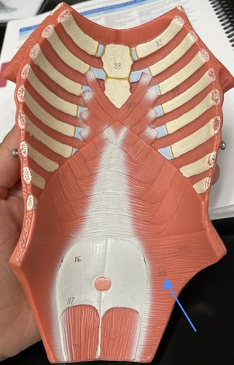 <p>transversus abdominis</p><p>origin:</p><p>insertion:</p><p>action:</p>