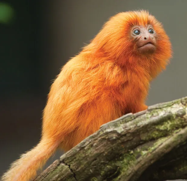 <p>Golden Lion Tamarin</p>