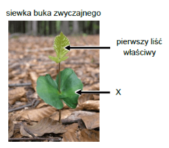 <p>podaj nazwę i określ funkcję tej struktury siewki buka zwyczajnego która oznaczono literą X</p>