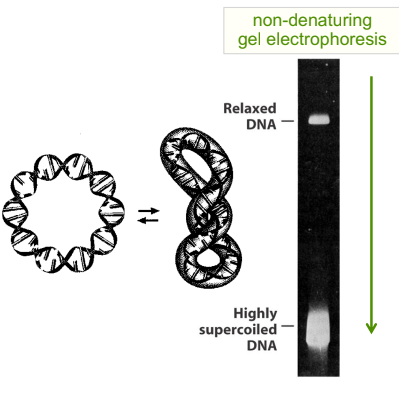 <ul><li><p>a <strong>supercoiled DNA molecule is more compact</strong> than a relaxed DNA molecule of the same length, it <strong>moves faster </strong>than relaxed DNA in gel electrophoresis</p></li><li><p>use ethidium bromide (EthBr) </p></li><li><p>DNA gel electrophoresis separates DNA fragments based on their size and shapes </p></li><li><p>in general, smaller &amp; more compact DNA fragments move quicker</p></li></ul><p></p>
