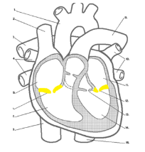 <ul><li><p><span style="background-color: transparent;">Between the atrium and ventricle</span></p></li><li><p><span style="background-color: transparent;">Tricuspid (or Right Atrioventricular)</span></p><ul><li><p><span style="background-color: transparent;">2 cusps, or leaflets&nbsp;</span></p></li></ul></li><li><p><span style="background-color: transparent;">Mitral (Bicuspid) (or Left Atrioventricular)</span></p><ul><li><p><span style="background-color: transparent;">2 cusps, or leaflets&nbsp;</span></p></li></ul></li></ul><p></p><ul><li><p><span style="background-color: transparent;">Open when the atria contracts</span></p></li><li><p><span style="background-color: transparent;">Closed when the ventricles contract&nbsp;</span></p></li></ul><p></p>