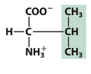 <p>Name (full name, 3 letter, 1 letter) </p><p>Type of amino acid </p>