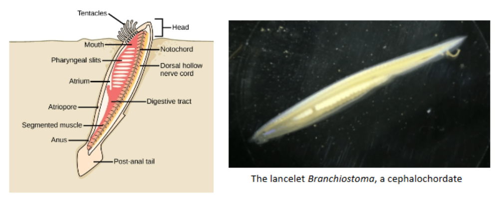 <p>-all key chordate features in adult</p><p>• burrows tail-in &amp; filter-feeds, cilia draw seawater into the lancelet’s mouth</p><p>• gas exchange occurs mainly across the external body surface</p><p></p>