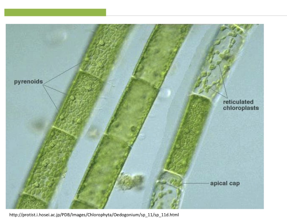<p>Deblo : zelene alge - chlorophyta</p><p>Razred chlorophyceae - prave zelene alge</p><p>Red chaetophorales</p><p>Rod oedogonium</p><p>POMEMBNO: retikuilirani kloroplast, poseben podalsan kloroplast za bolso absorbcijo svetlobe</p>