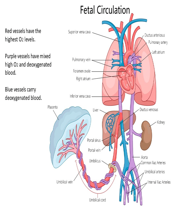 <p>B. right atrium</p><p>Oxygenated blood from the placenta enters the umbilical vein, then the left portal vein or ductus venosus, then the IVC and finally into the right atrium. The highest concentration of oxygen in the heart is in the right atrium.</p>