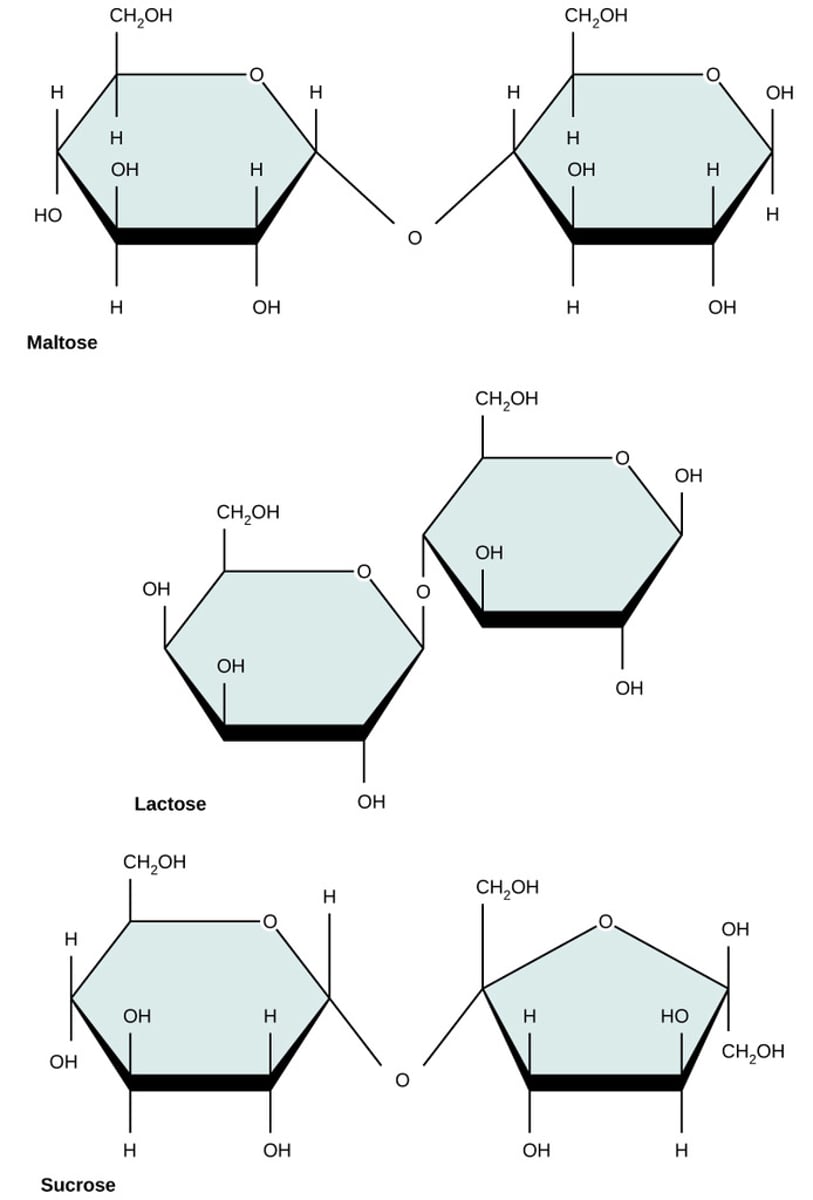 <p>glucose + glucose</p>