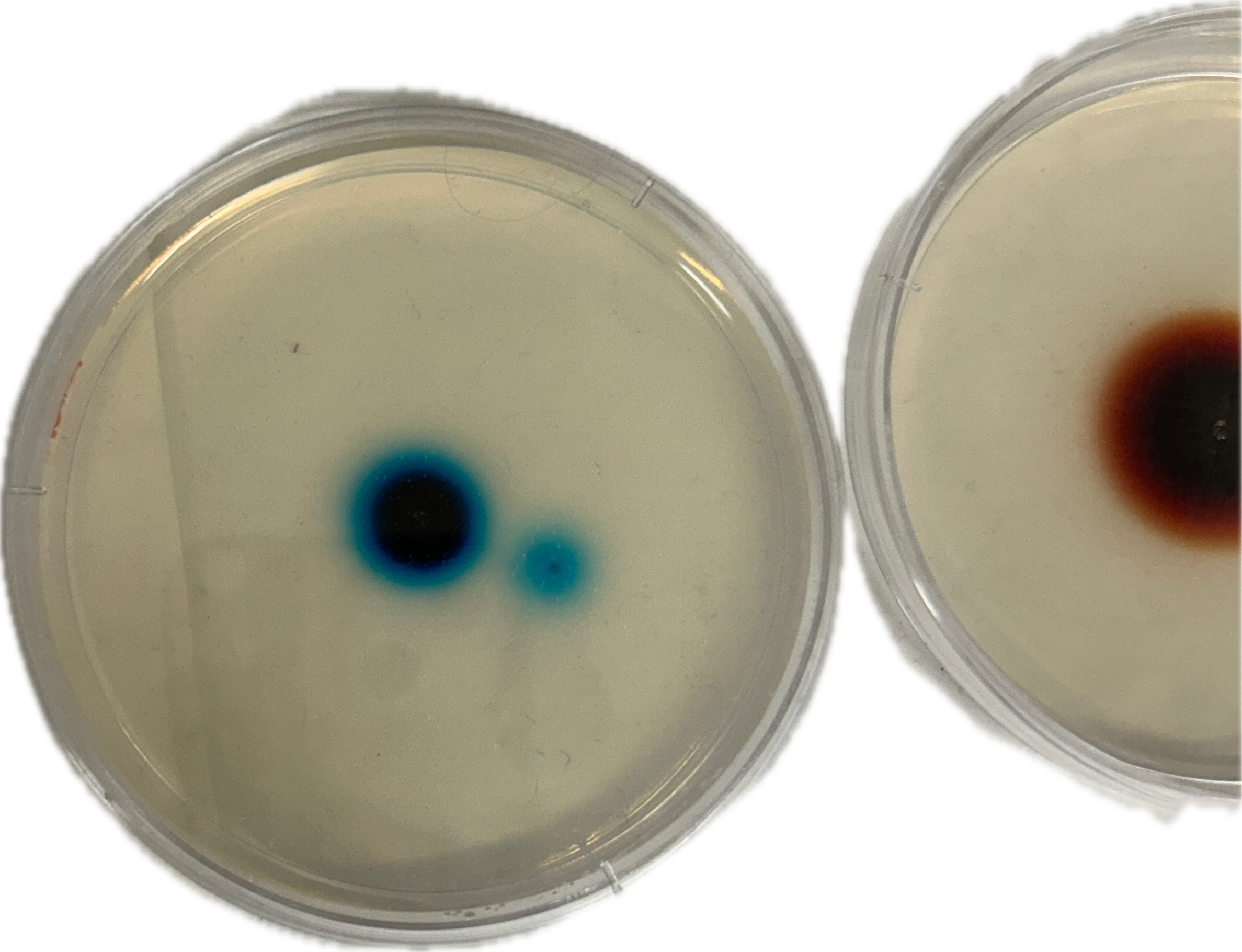 <p>Would  this contain a higher or lower rate of diffustion (left)</p>