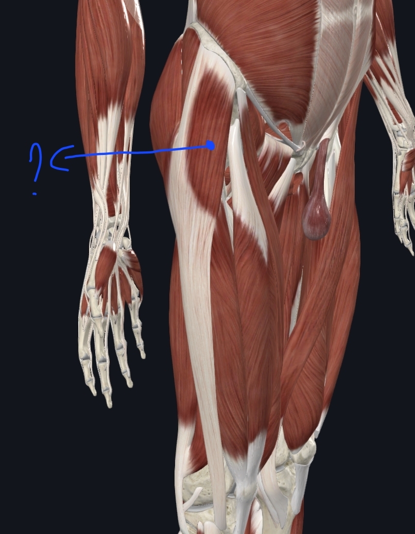 term image