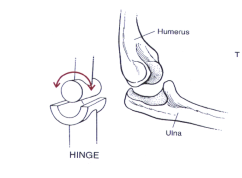 <p>acts like a hinge on a door examples are the knee ( femur and tibia) and the elbow (humerus and ulna)</p>