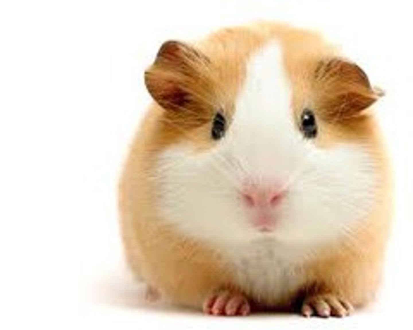 <p>TRANSLATION: владелец впервые</p><p>DEFINITION: a person who has never had a pet before</p><p>EXAMPLE: A guinea pig is a good choice for a ........................ . Морская свинка — хороший выбор для ВЛАДЕЛЬЦА ВПЕРВЫЕ.</p>