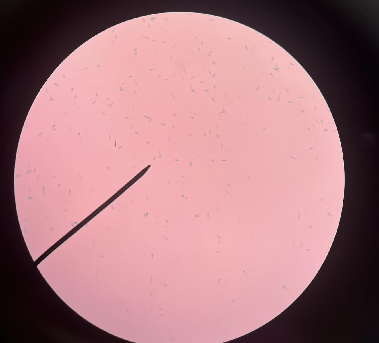 <p>What is this?</p>