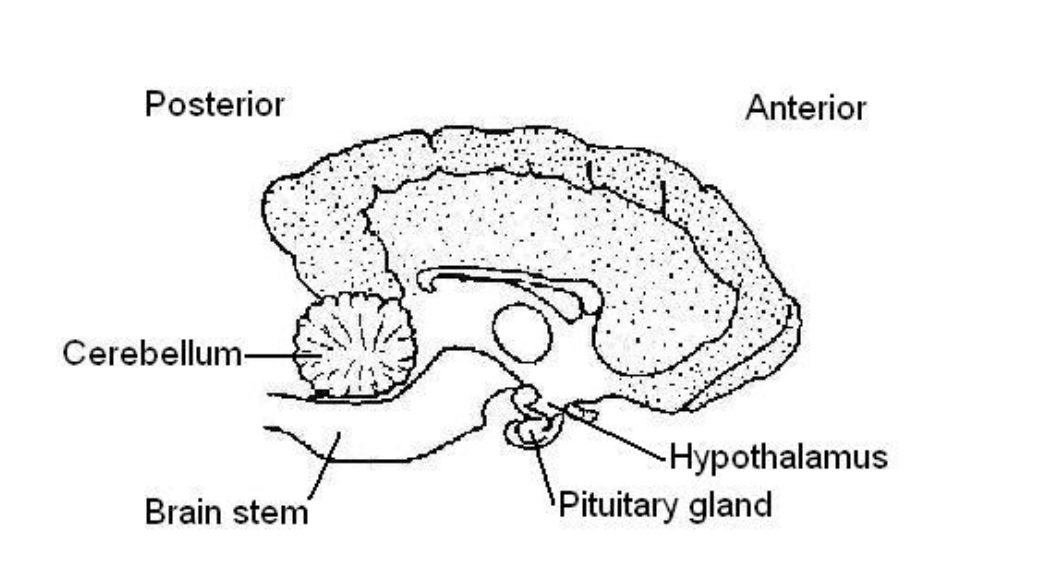 <p>hypothalamus </p>