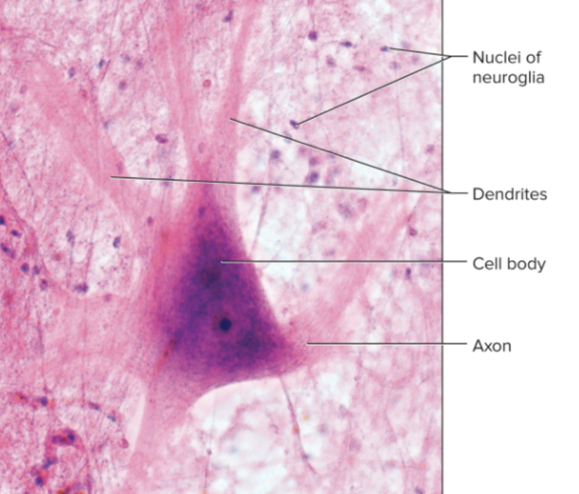 <p>What are neurons?</p>