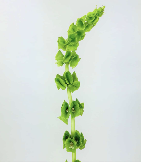 <p>Scientific Name:</p>